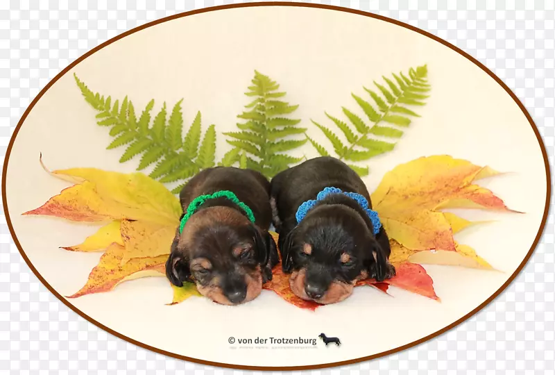 С����ֳ����-С��-������