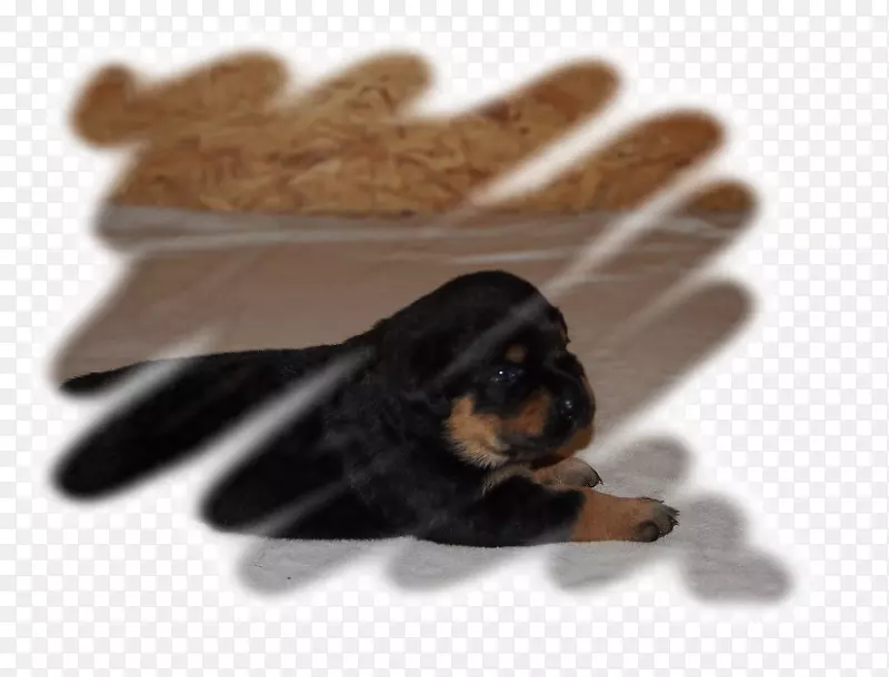 С����ֳ�������-С��-������