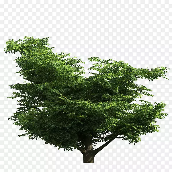 ��֦����ͼ����-������