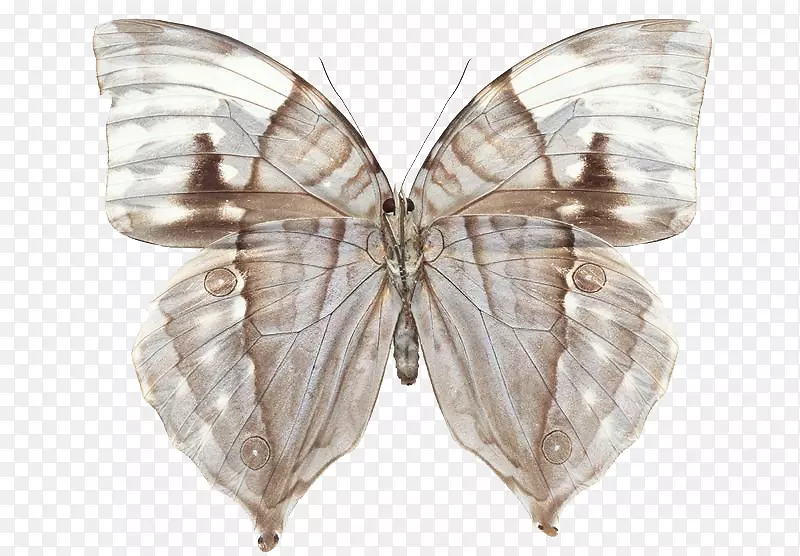 ��β����Greta oto����͸������-������