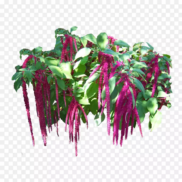 Ʒ���Ϻ�ɫ�����߲�-������