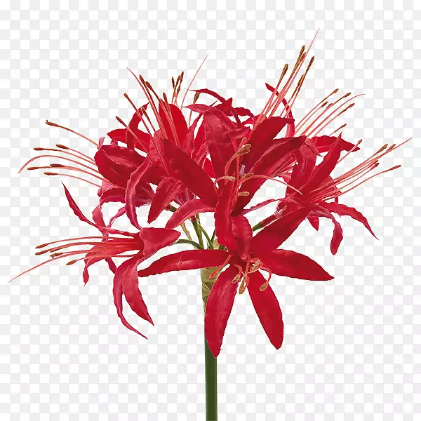 ��������л�ֲ�ﾥ���껨-������