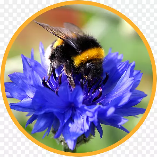 ��Ʒ䡢�۷䡢���桢������-�۷�-������