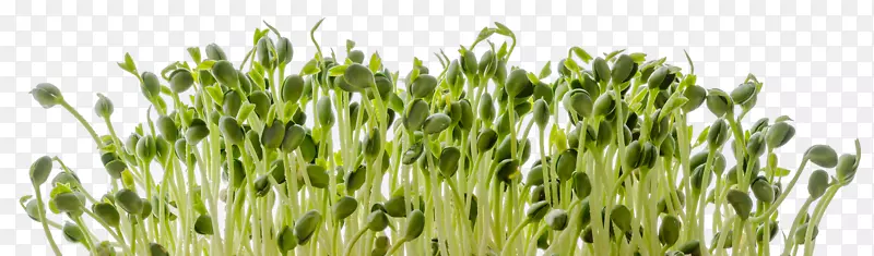 ����������ʳƷ��ѿ-������