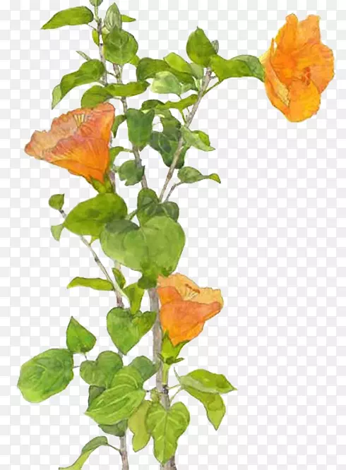 ˮ�ʻ�����ˮ�ʻ�����-������