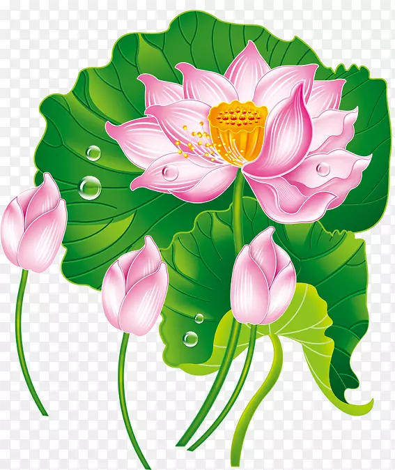 Nelumbo nucifera-����ͼƬ-������