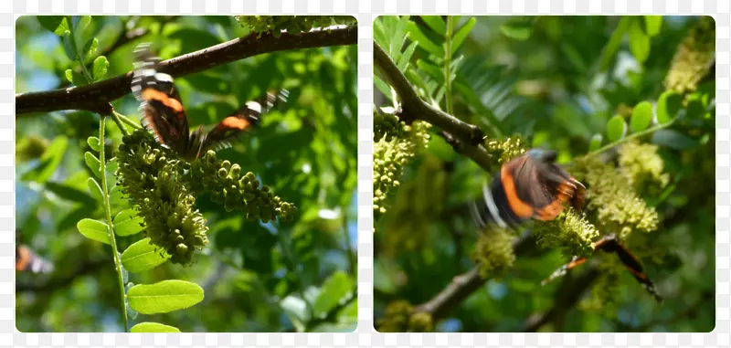 ֲ����ϵ�������Ҷ-������