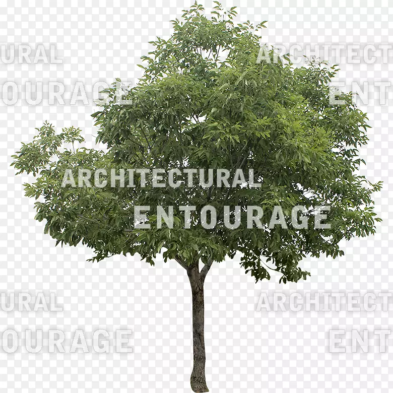 ֦��Ҷ��ľ��ֲ��-��-������