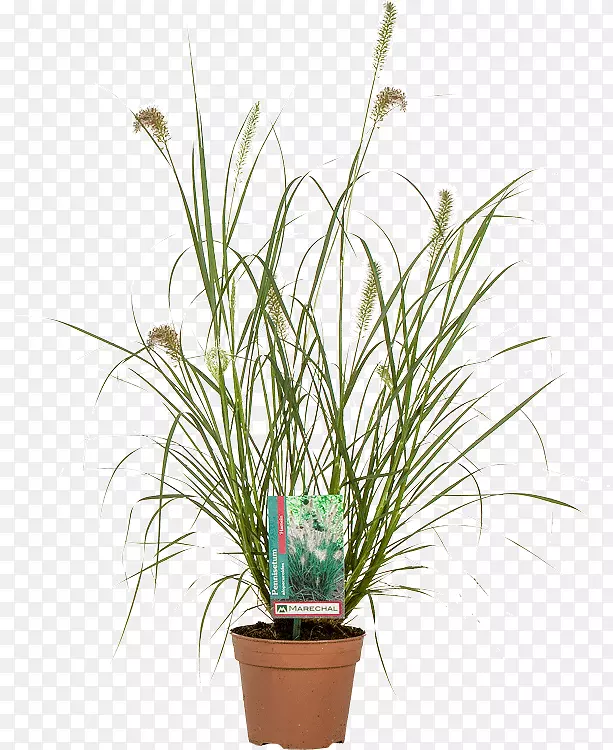 ���衢��Ȫ�ݡ������ݡ�����ֲ������-ʯ�-������