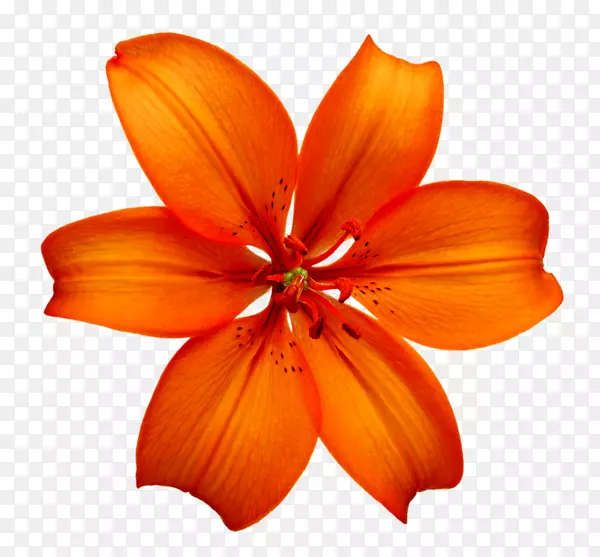 ��֭�ٺϳ���ʳƷ��Ӱ.HD�Ȼ�-������