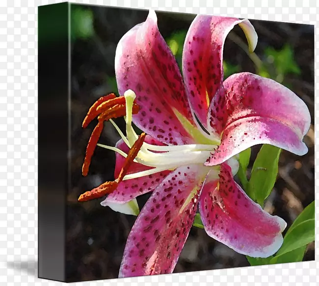 �ٺϻ�-������