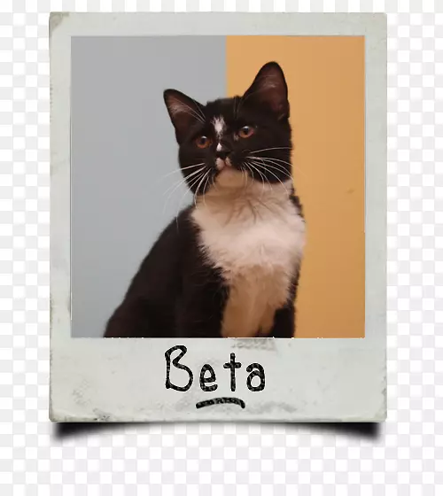 ����è�����ö�ëè����-Сè-������