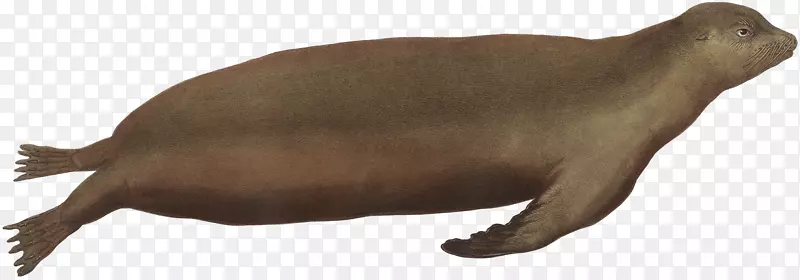 ��ʨ����Ұ�����ﺣ������-������