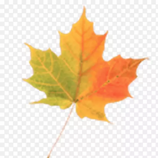 ��Ҷ��Ҷ-������