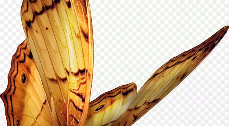 ��������-����-������