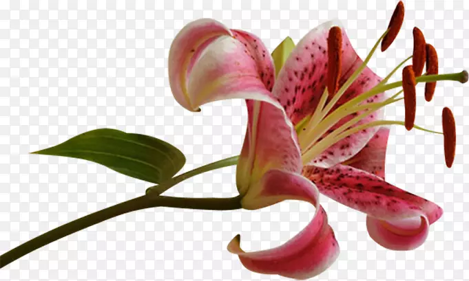 �ջ�ֲ�ﾥ-��-������