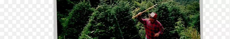 ���Ӹ����ֲ�ﾥ��-��ӡ���-������