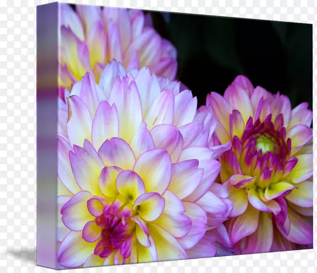 �������ջ���-�ջ�-������