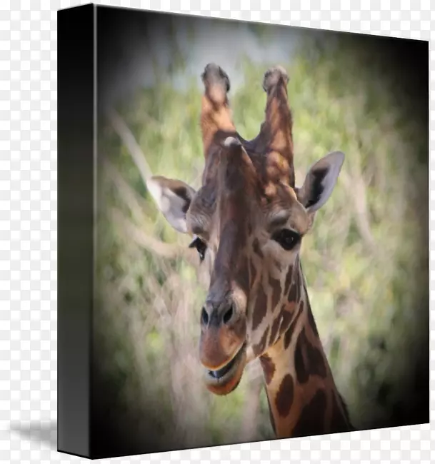 ����¹����ȺҰ������½��������ӳ���¹-������