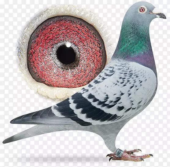 ����ʱ����Ƶ��¶�����׿��ֵĶ�������Ϸ-android-������