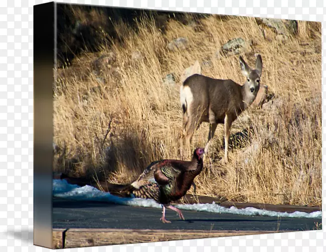 ¹ɽ��Ƕ���Ұ������-¹-������