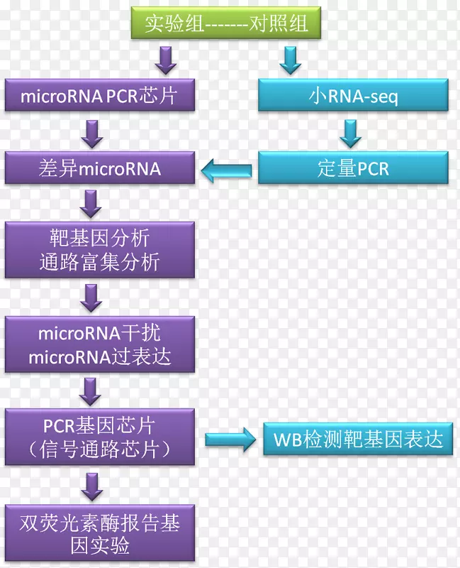 �о�΢RNA��״RNA��ѧ.΢RNA-������