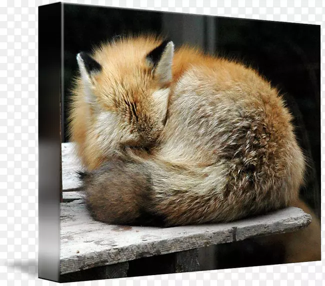 �����ë������Ӻ����-������