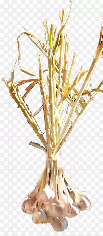 ϸֲ֦�ﾥ��Ʒ��.����ͼ��-������