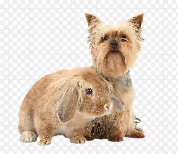 Լ�˿���Ȯ������Ȯ��ŵά����Ȯ��ŵ������Ȯ���Ĵ�����˿ë��Ȯ-С��-������