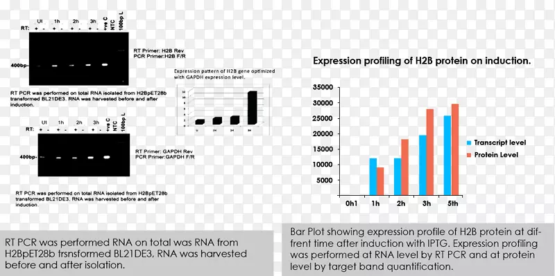 ���ӵ���Ԫ����֯.���-������