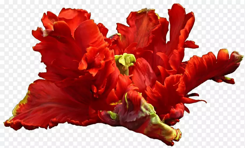 �л�����ֲ�ﻨ���ľֲ��-������