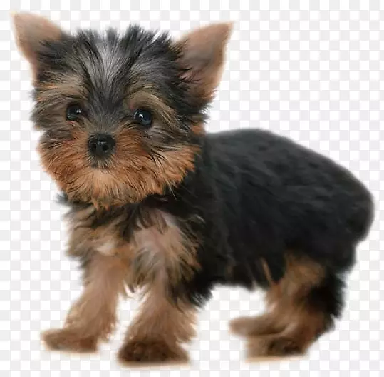 Լ�˿�С��Ȯ����è-������