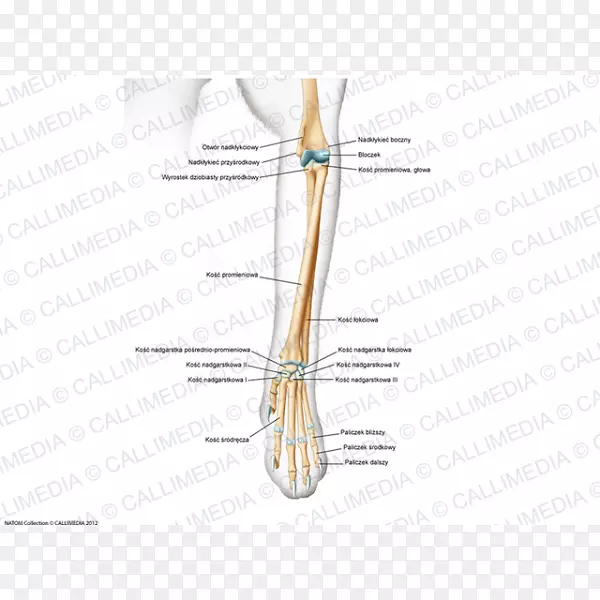 ��ָ�������ؽ�.���-������