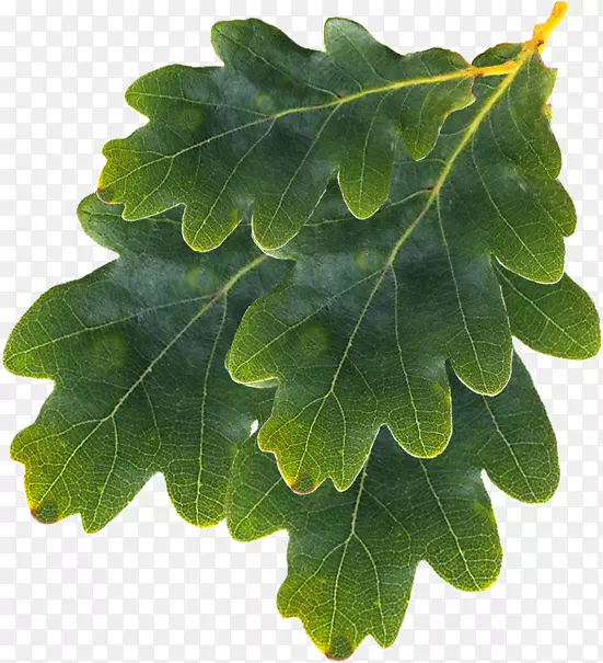 Ҷ��-Ҷ-������