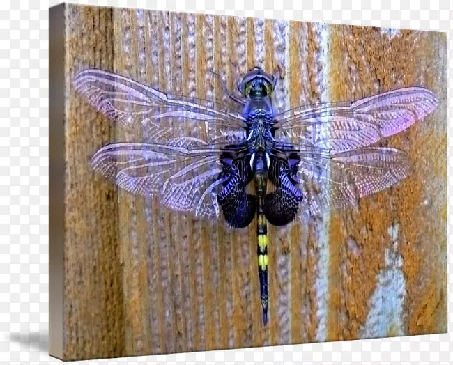 �������洫����-����-������