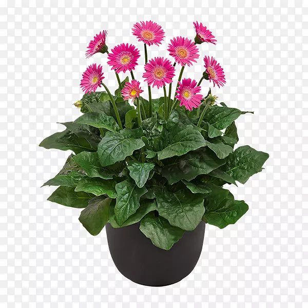 ����ʿ�߾�õ�廨԰���ÿ�����ֲ��-õ��-������