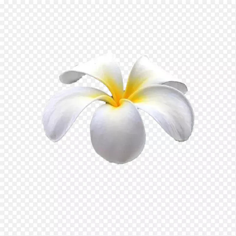 ���꿪��ֲ����Ա�ֽ-�����ĵ���-������