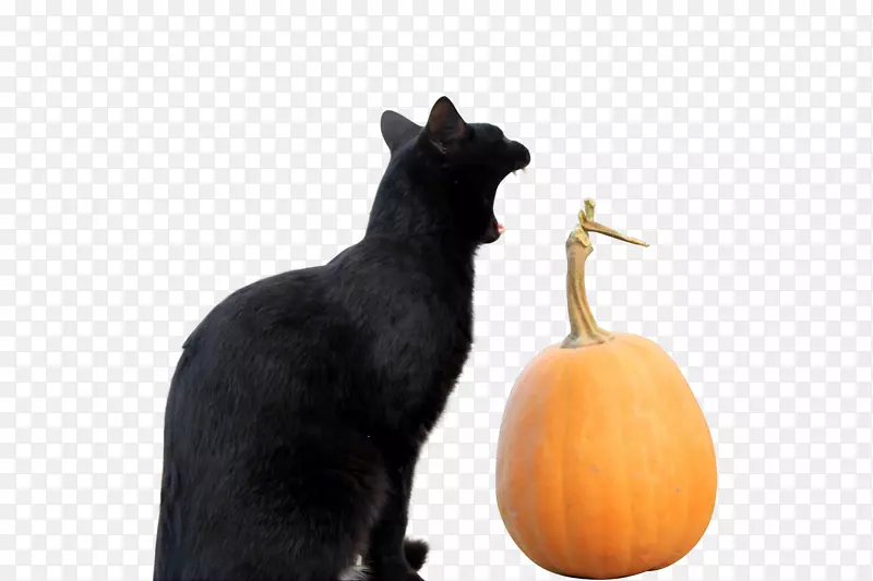 ����è����è-������