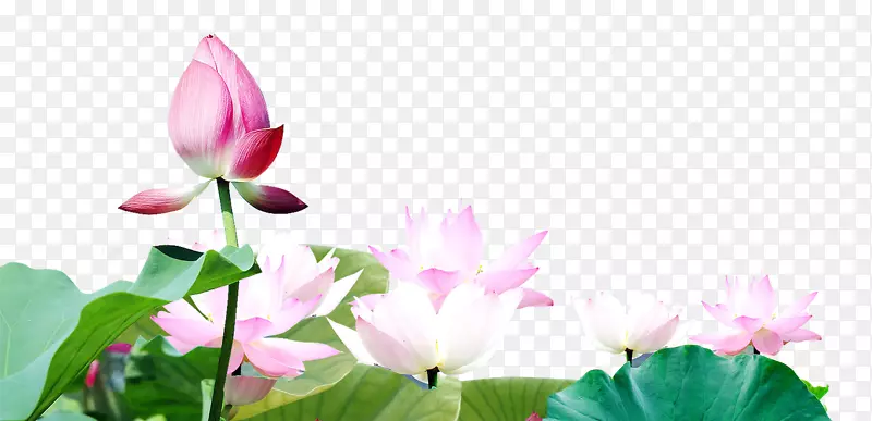 ��ѿ��ֽ-��ѿ-������