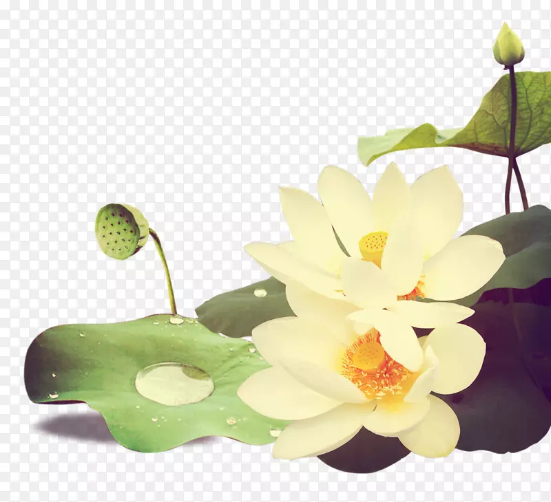 Nelumbo nucifera����-��ʽ����-������