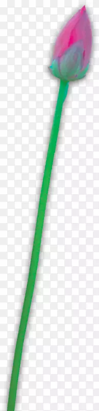 ����ֲ�ﾥ�ɻ�-������