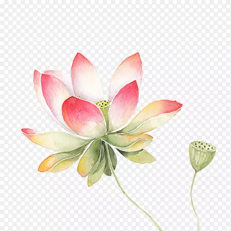 Nelumbo nuciferaˮ�ʻ���ͼ-һ˿����������-������