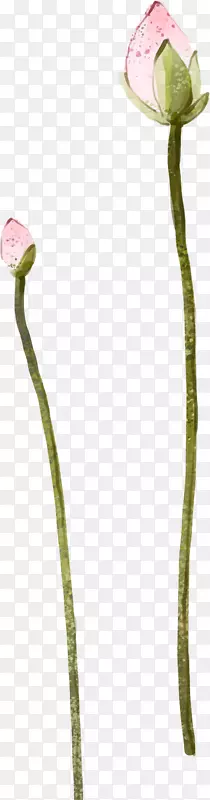 ����ֲ�ﾥ����ֲ��-���ϵĺɻ�װ��-������