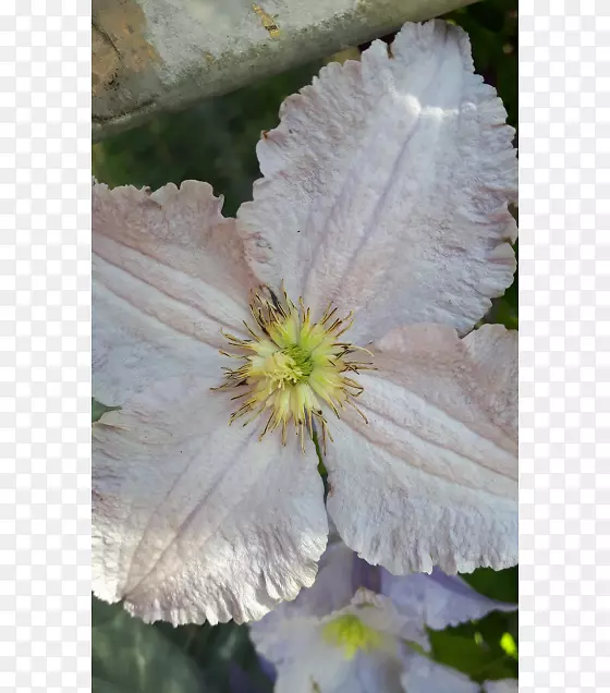 Ƥ�ﻨҰ��-������-������