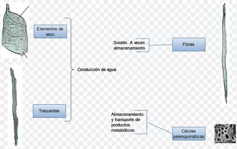 ���ʿ���ֲ��ľ�ʲ�Ҷֲ��-������