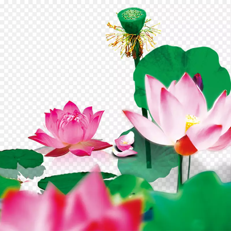 ˮī��-��Ҷ����-������