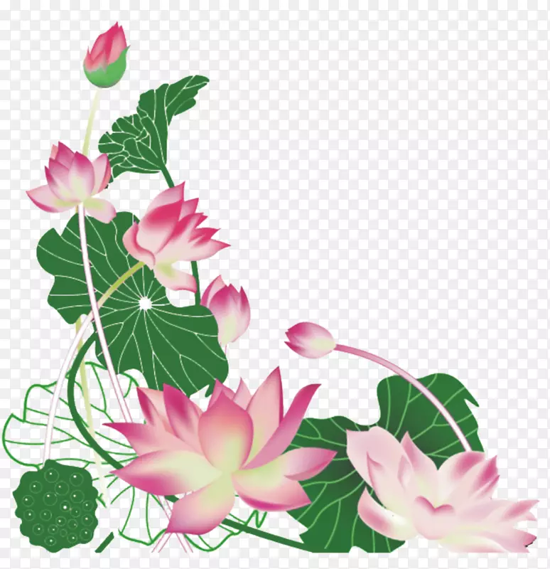 ͼ-�ֲ�ɫ����(Nelumbo nucifera)-������