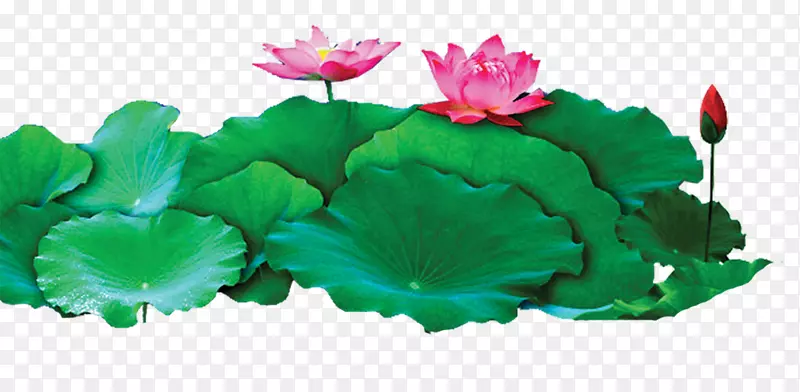 Nelumbo nucifera adobe��ͼ�Ⱓ������-�����ĺɻ�׶-������