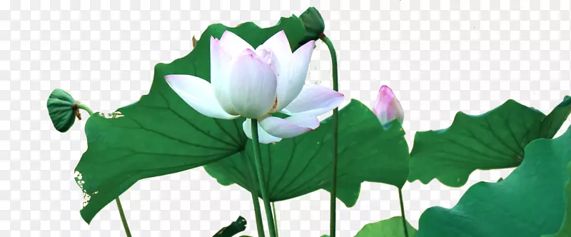 ����ֲ��ˮ��ֲ��-��������-������