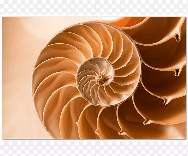 ������Ӱ��ѧ��ʥ����-��ѧ-������